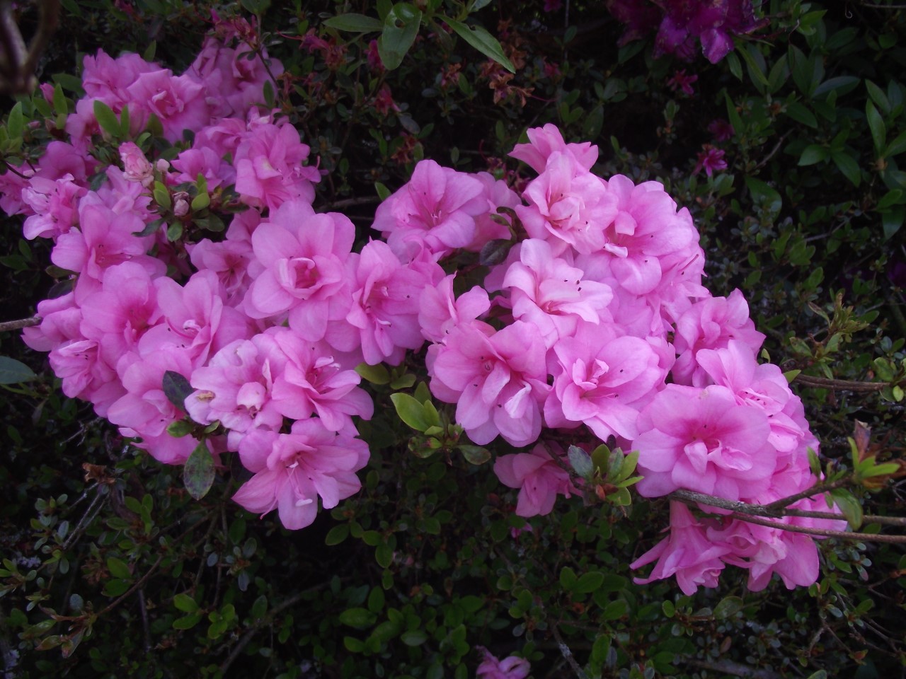 'Rosebud'